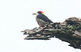 Beautiful Woodpecker